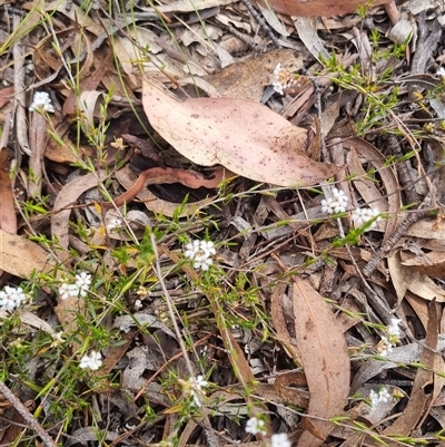 Leucopogon virgatus (Common Beard-heath) at Warri, NSW - 27 Oct 2024 by clarehoneydove