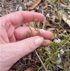 Leucopogon virgatus at Warri, NSW - suppressed