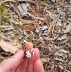 Leucopogon virgatus at Warri, NSW - suppressed