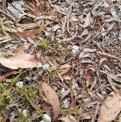 Leucopogon virgatus at Warri, NSW - suppressed