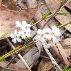 Leucopogon virgatus at Warri, NSW - suppressed