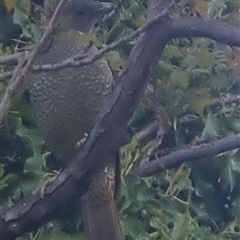 Ptilonorhynchus violaceus (Satin Bowerbird) at Bungendore, NSW - 27 Oct 2024 by clarehoneydove