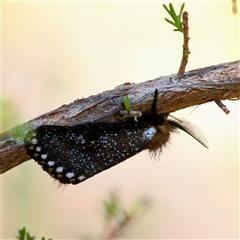 Epicoma contristis (Yellow-spotted Epicoma Moth) at Mount Kembla, NSW - 25 Oct 2024 by BackyardHabitatProject