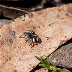 Maratus plumosus (Plumed Peacock Spider) at Wog Wog, NSW - 27 Oct 2024 by Sarah2019