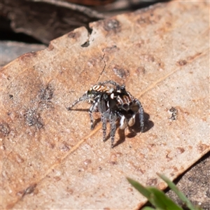 Maratus plumosus at Wog Wog, NSW - 27 Oct 2024