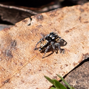 Maratus plumosus at Wog Wog, NSW - 27 Oct 2024