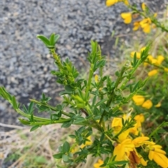 Genista monspessulana at Bywong, NSW - 27 Oct 2024 04:38 PM