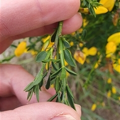 Genista monspessulana at Bywong, NSW - 27 Oct 2024 04:38 PM