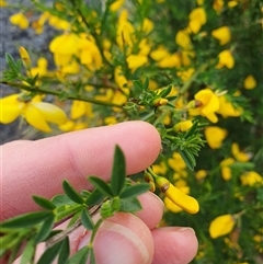 Genista monspessulana at Bywong, NSW - 27 Oct 2024 04:38 PM