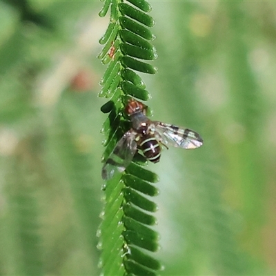 Lenophila achilles at Wodonga, VIC - 26 Oct 2024 by KylieWaldon