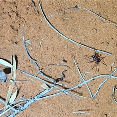 Zodariidae (family) (Ant spider or Spotted ground spider) at Hugh, NT - 27 Oct 2024 by atticus