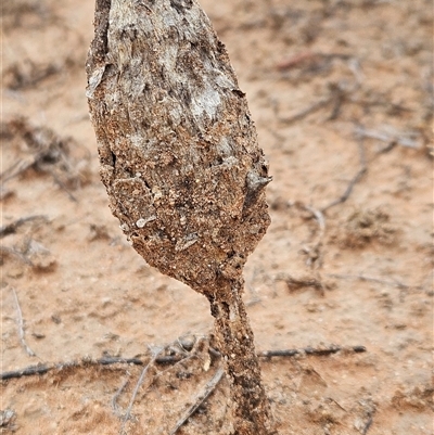 Podaxis pistillaris at Hugh, NT - 27 Oct 2024 by atticus