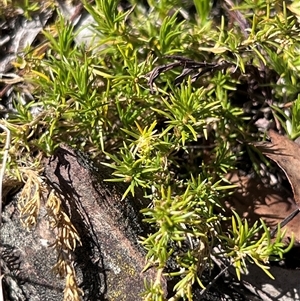 Scleranthus diander at Pialligo, ACT - 26 Oct 2024 03:45 PM