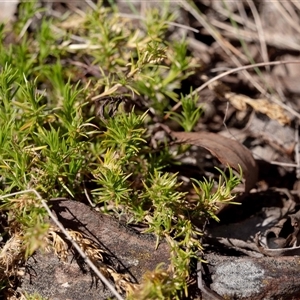 Scleranthus diander at Pialligo, ACT - 26 Oct 2024