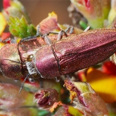 Melobasis propinqua at Yarralumla, ACT - 27 Oct 2024 06:02 PM