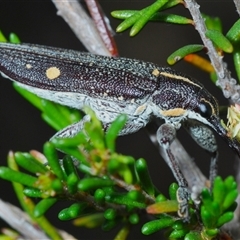 Rhinotia bidentata (Two-spot Rhinotia weevil) at Yarralumla, ACT - 27 Oct 2024 by Harrisi