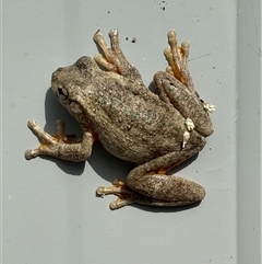 Litoria peronii (Peron's Tree Frog, Emerald Spotted Tree Frog) at Yass, NSW - 22 Oct 2024 by SustainableSeg