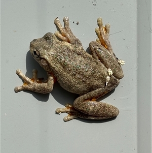 Litoria peronii at Yass, NSW - 22 Oct 2024