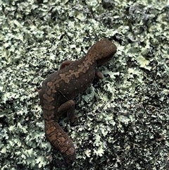 Diplodactylus vittatus (Eastern Stone Gecko) at Woolgarlo, NSW - 14 Oct 2024 by SustainableSeg