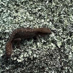 Diplodactylus vittatus at Woolgarlo, NSW - 14 Oct 2024