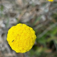 Craspedia variabilis (Common Billy Buttons) at Woolgarlo, NSW - 14 Oct 2024 by SustainableSeg