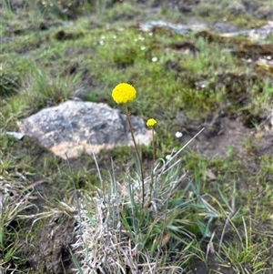 Craspedia variabilis at Woolgarlo, NSW - suppressed