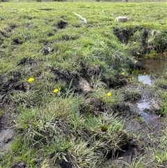 Craspedia variabilis at Woolgarlo, NSW - suppressed