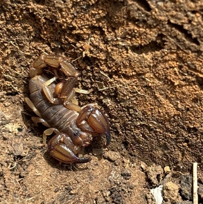 Urodacus manicatus (Black Rock Scorpion) at Woolgarlo, NSW - 14 Oct 2024 by SustainableSeg