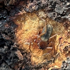 Hemicloea sp. (genus) (Flat bark spider) at Yass, NSW - 13 Oct 2024 by SustainableSeg