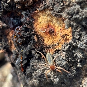 Hemicloea sp. (genus) at Yass, NSW - 13 Oct 2024