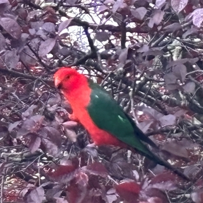 Alisterus scapularis (Australian King-Parrot) at Yass, NSW - 4 Oct 2024 by SustainableSeg