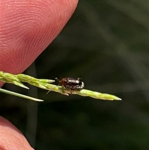 Alticini (tribe) at Yass, NSW - 27 Oct 2024 02:39 PM