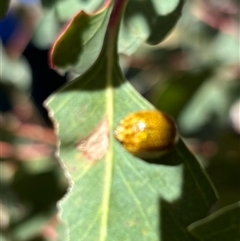 Paropsisterna cloelia (Eucalyptus variegated beetle) at Yass, NSW - 27 Oct 2024 by SustainableSeg