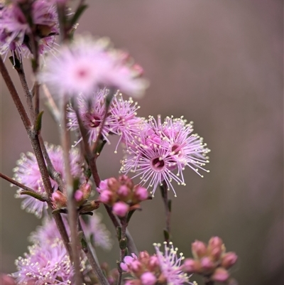 Kunzea parvifolia (Violet Kunzea) at Fisher, ACT - 27 Oct 2024 by Miranda