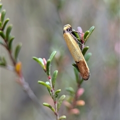 Kunzea parvifolia at Fisher, ACT - 27 Oct 2024 02:22 PM