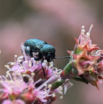 Aporocera (Aporocera) scabrosa (Leaf beetle) at Fisher, ACT - 27 Oct 2024 by Miranda