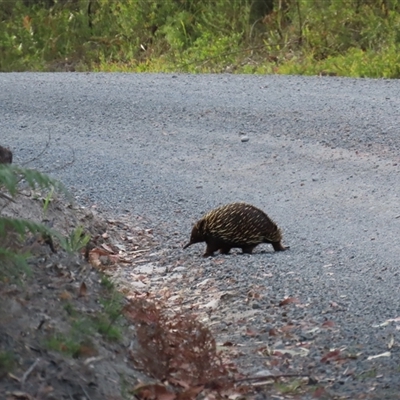 Tachyglossus aculeatus (Short-beaked Echidna) at Jervis Bay, JBT - 27 Oct 2024 by lbradley