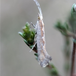 Plutella xylostella at Fisher, ACT - 27 Oct 2024