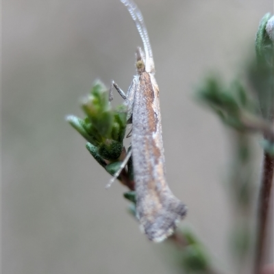 Plutella xylostella (Diamondback Moth) at Fisher, ACT - 27 Oct 2024 by Miranda