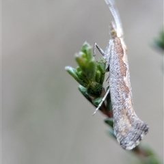 Plutella xylostella at Fisher, ACT - 27 Oct 2024