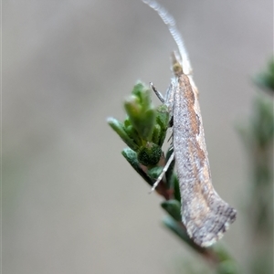 Plutella xylostella at Fisher, ACT - 27 Oct 2024