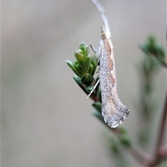 Plutella xylostella at Fisher, ACT - 27 Oct 2024