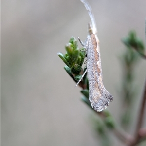 Plutella xylostella at Fisher, ACT - 27 Oct 2024