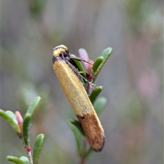 Oecophoridae (family) (Unidentified Oecophorid concealer moth) at Fisher, ACT - 27 Oct 2024 by Miranda