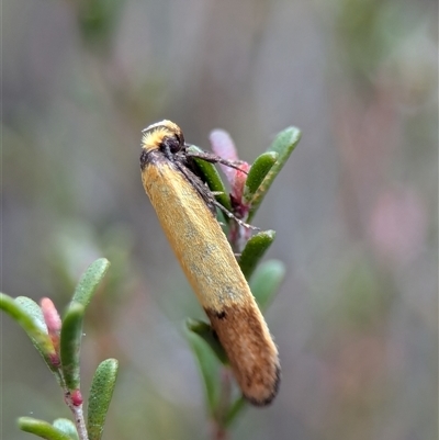 Oecophoridae (family) (Unidentified Oecophorid concealer moth) at Fisher, ACT - 27 Oct 2024 by Miranda