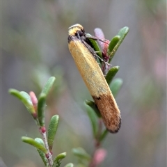 Oecophoridae (family) at Fisher, ACT - 27 Oct 2024