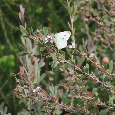 Pieris rapae (Cabbage White) at Jervis Bay, JBT - 27 Oct 2024 by lbradley