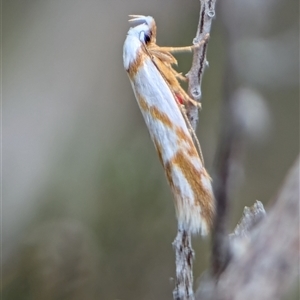 Oxythecta acceptella at Fisher, ACT - 27 Oct 2024 02:18 PM