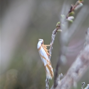 Oxythecta acceptella at Fisher, ACT - 27 Oct 2024 02:18 PM