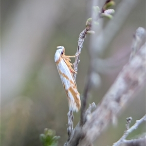 Oxythecta acceptella at Fisher, ACT - 27 Oct 2024 02:18 PM